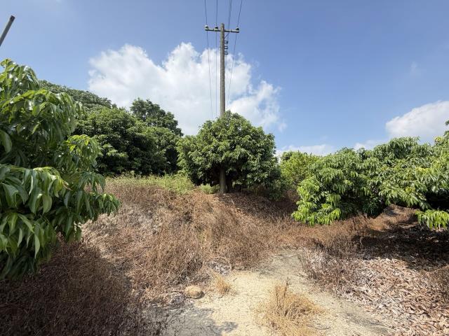 大樹農地-2
