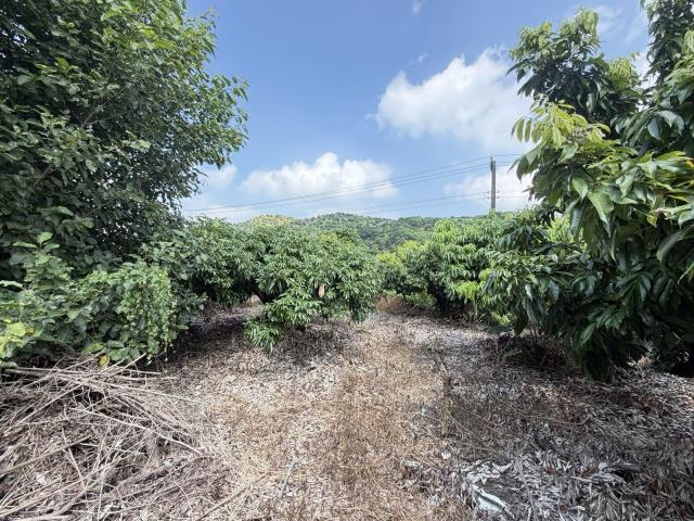 大樹農地-4